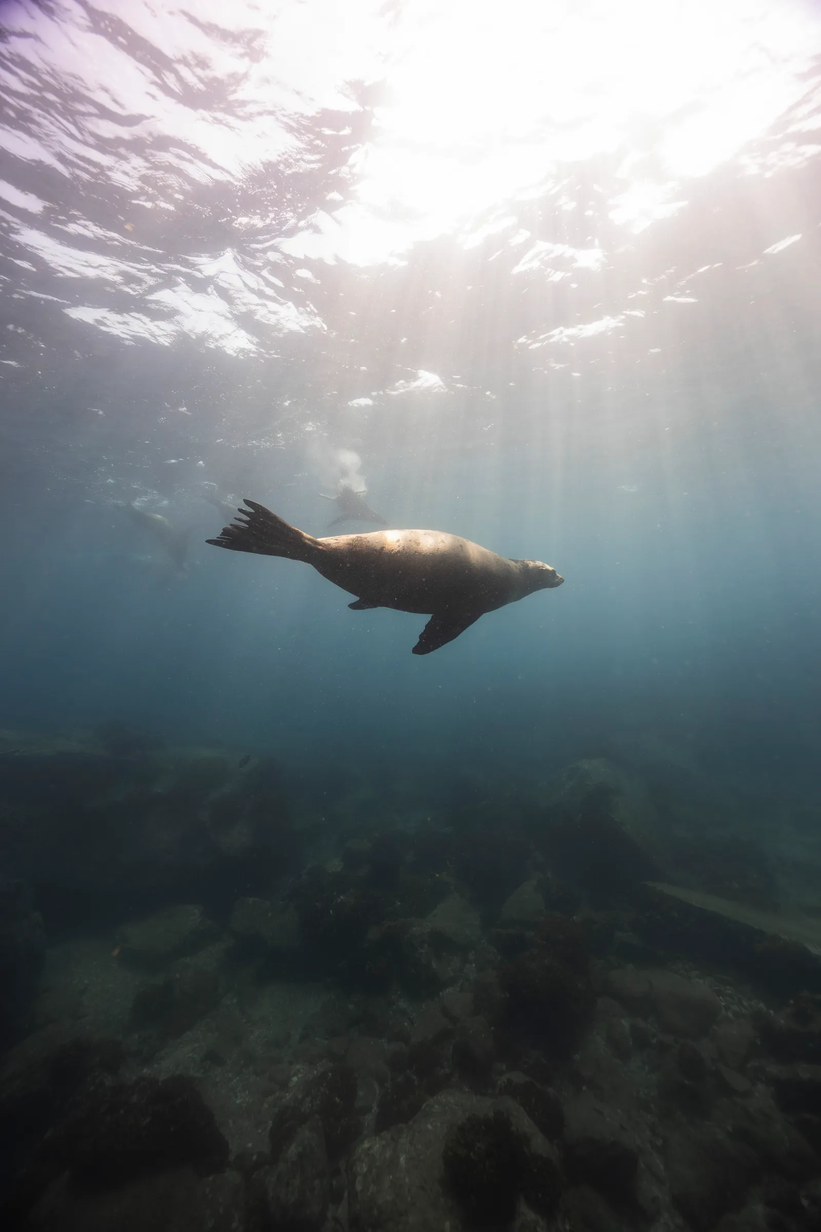 Un lobo marino nadando bajo el agua en el Mar de Cortés