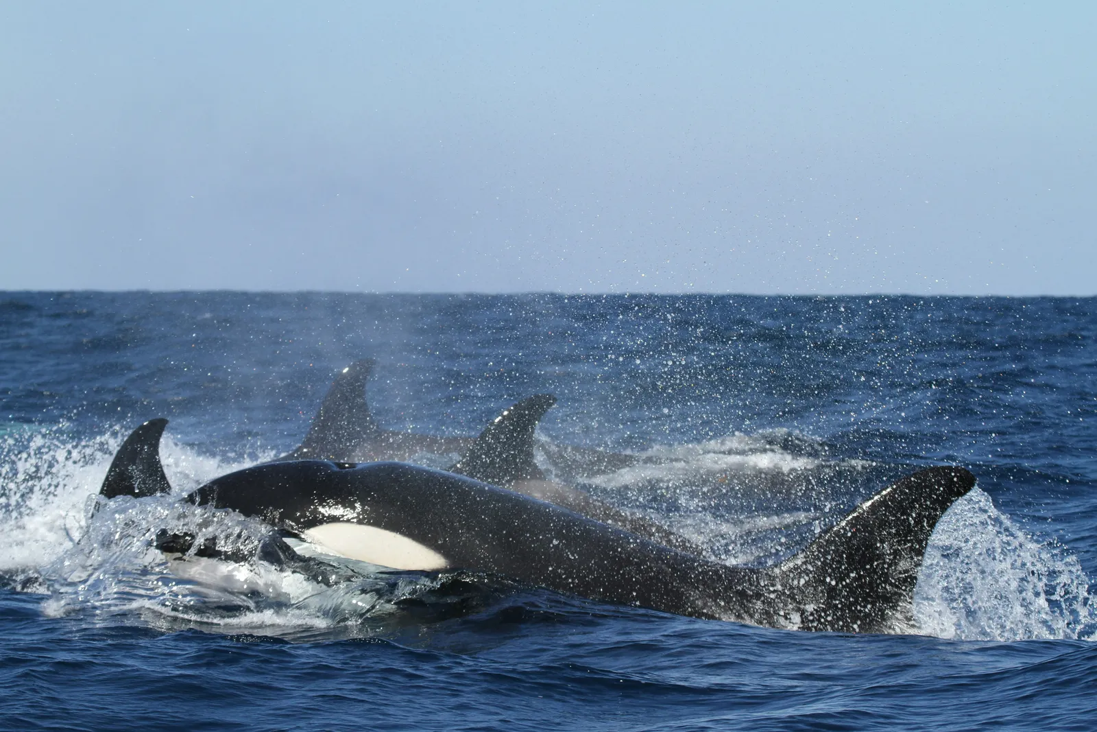 Orcas nadando juntas en la superficie cerca de La Ventana