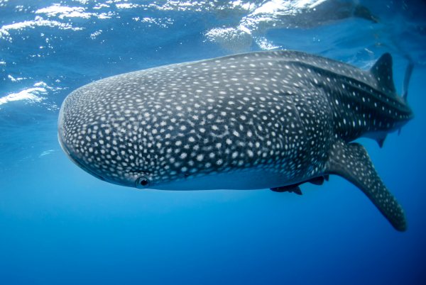 Un tiburón ballena nadando bajo el agua