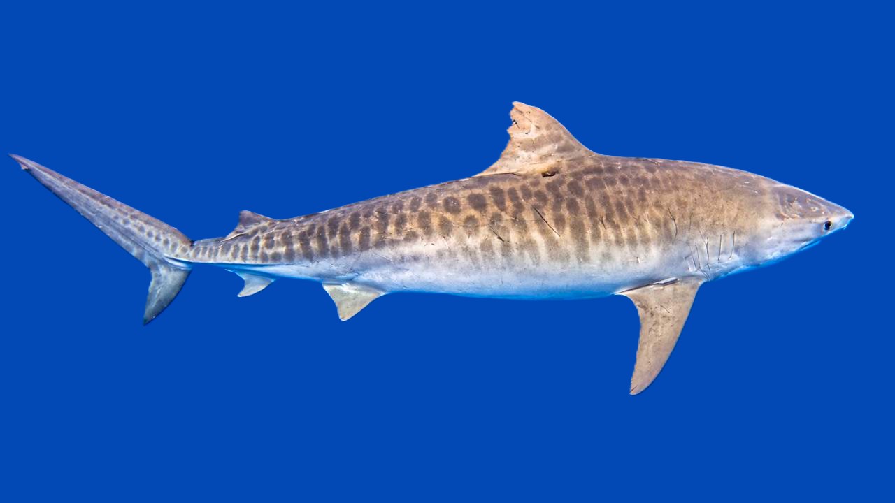 Un tiburón tigre nadando bajo el agua