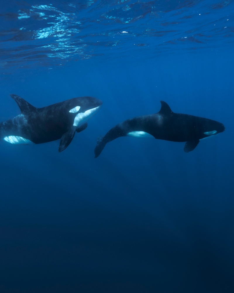 Orcas nadando bajo el agua en el Mar de Cortés