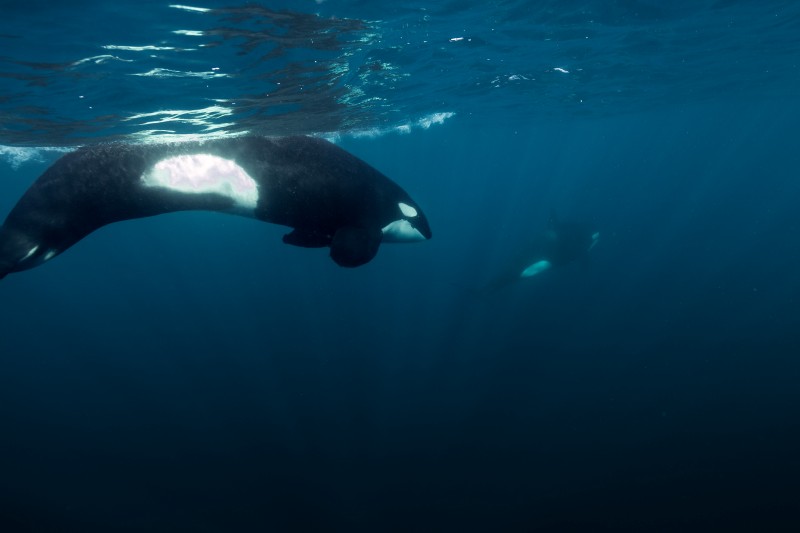 Una orca nadando bajo la superficie