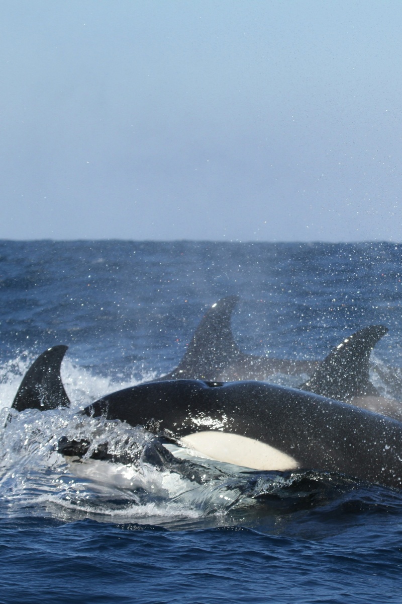 Un grupo de orcas nadando en la superficie