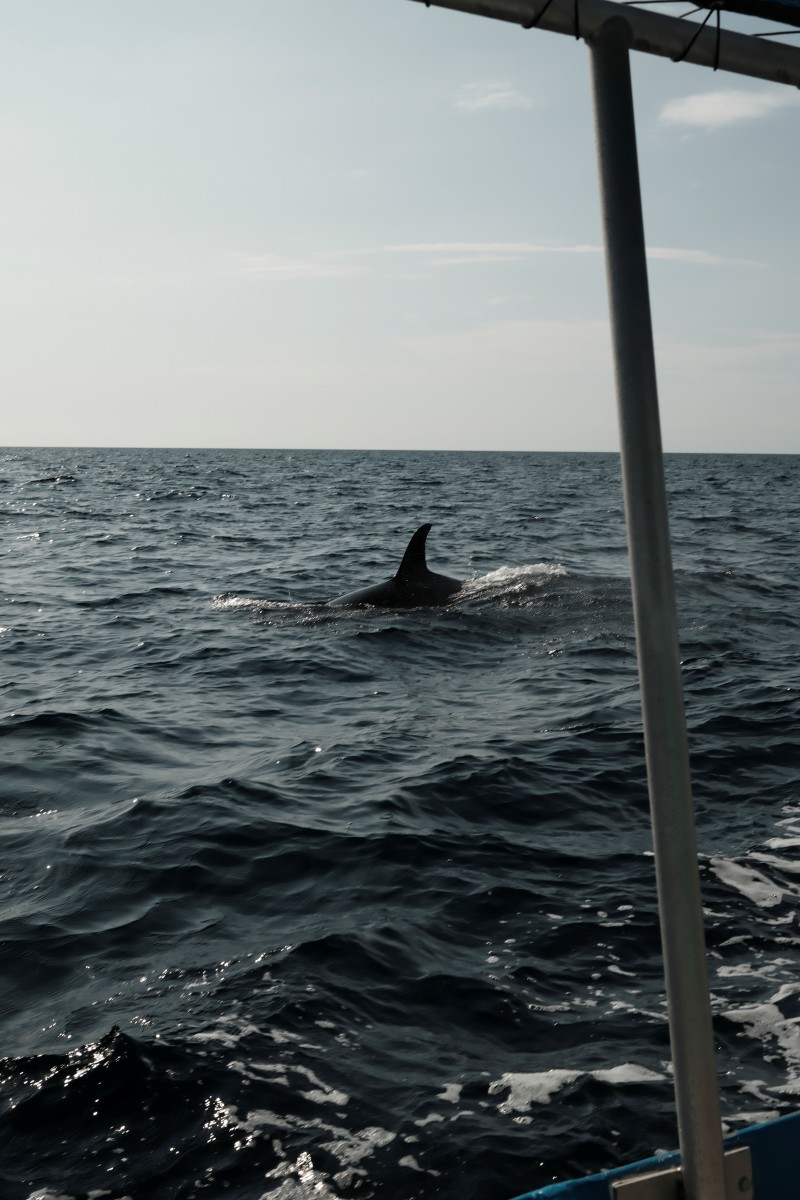 Una orca nadando junto a la embarcación de Danna Tours