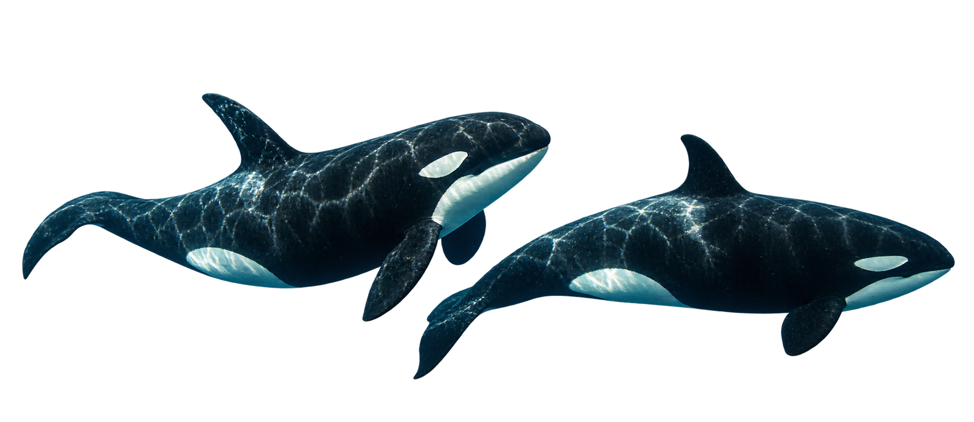 Dos orcas nadando bajo el agua