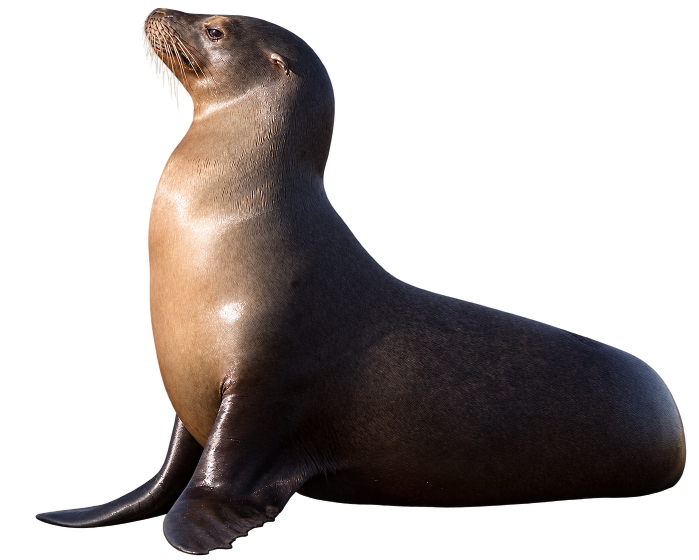 Lobo marino de California
