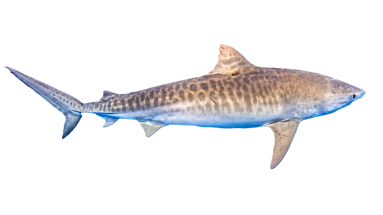 Tiburón nadando