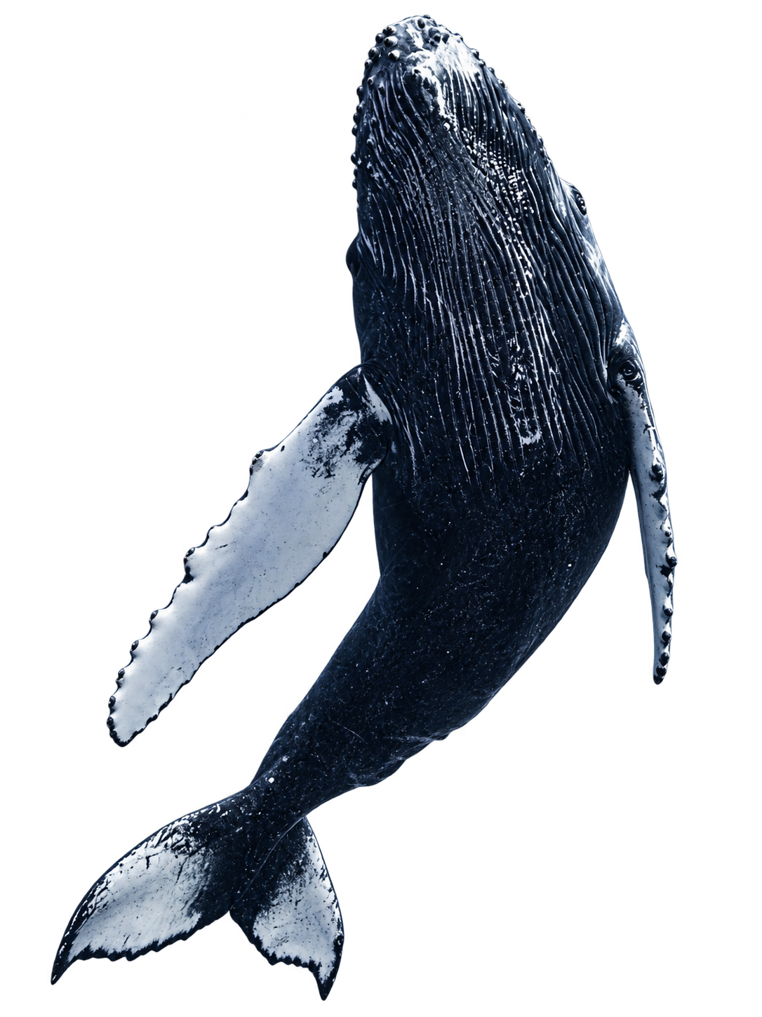 Ballena jorobada nadando